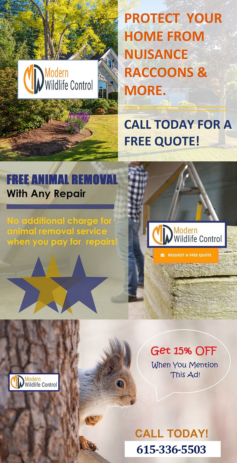 Raccoon Removal Coupon Indianapolis Indiana