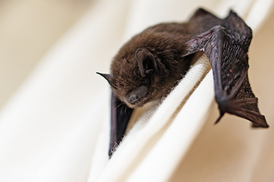 Bat Removal and Control Nashville Tennessee