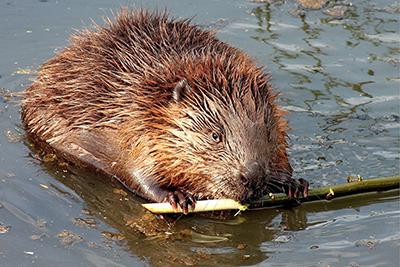 Beaver Removal and Control Nashville Tennessee
