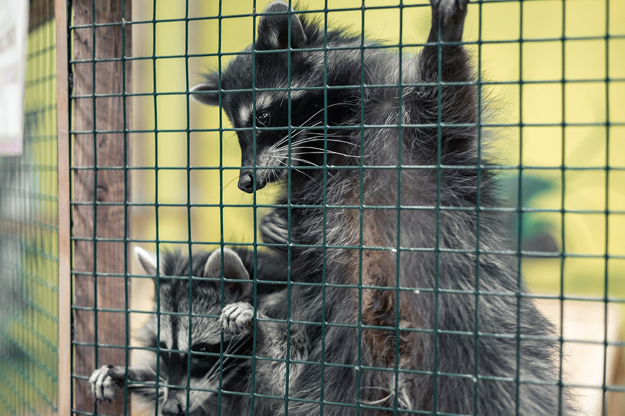 Indianapolis Raccoon Removal and Control 