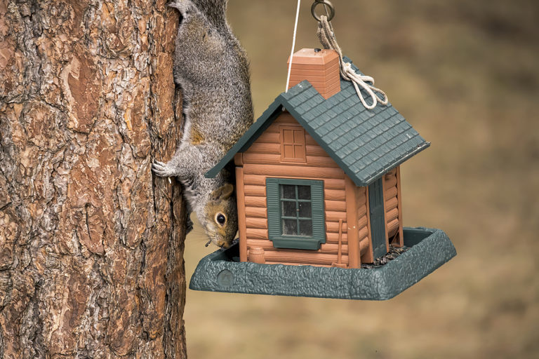 How to Protect Bird Feeders From Hungry Squirrels Modern Wildlife Control