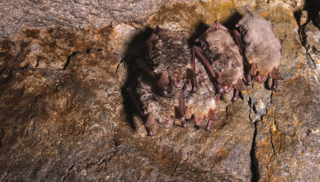 Tennessee Bat Removal and Control