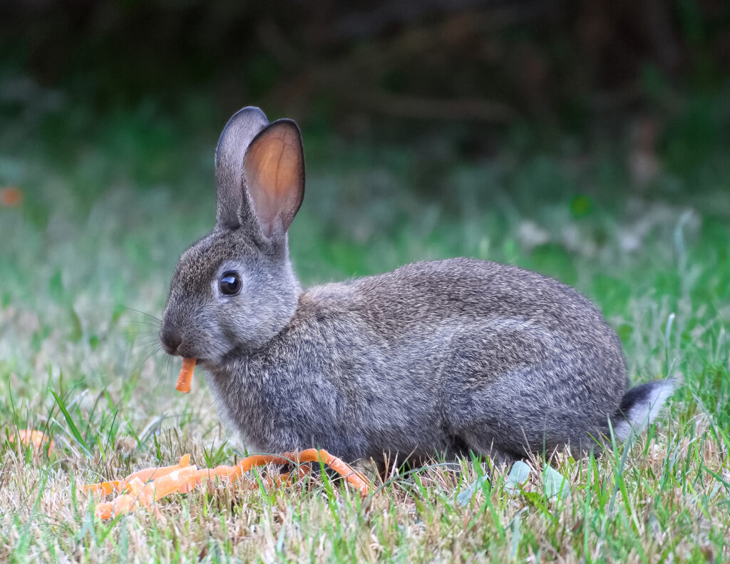 How to Protect Your Garden From Rabbits This Fall | Modern ...