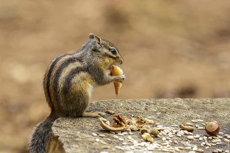 Indianapolis Chipmunk Removal and Control 
