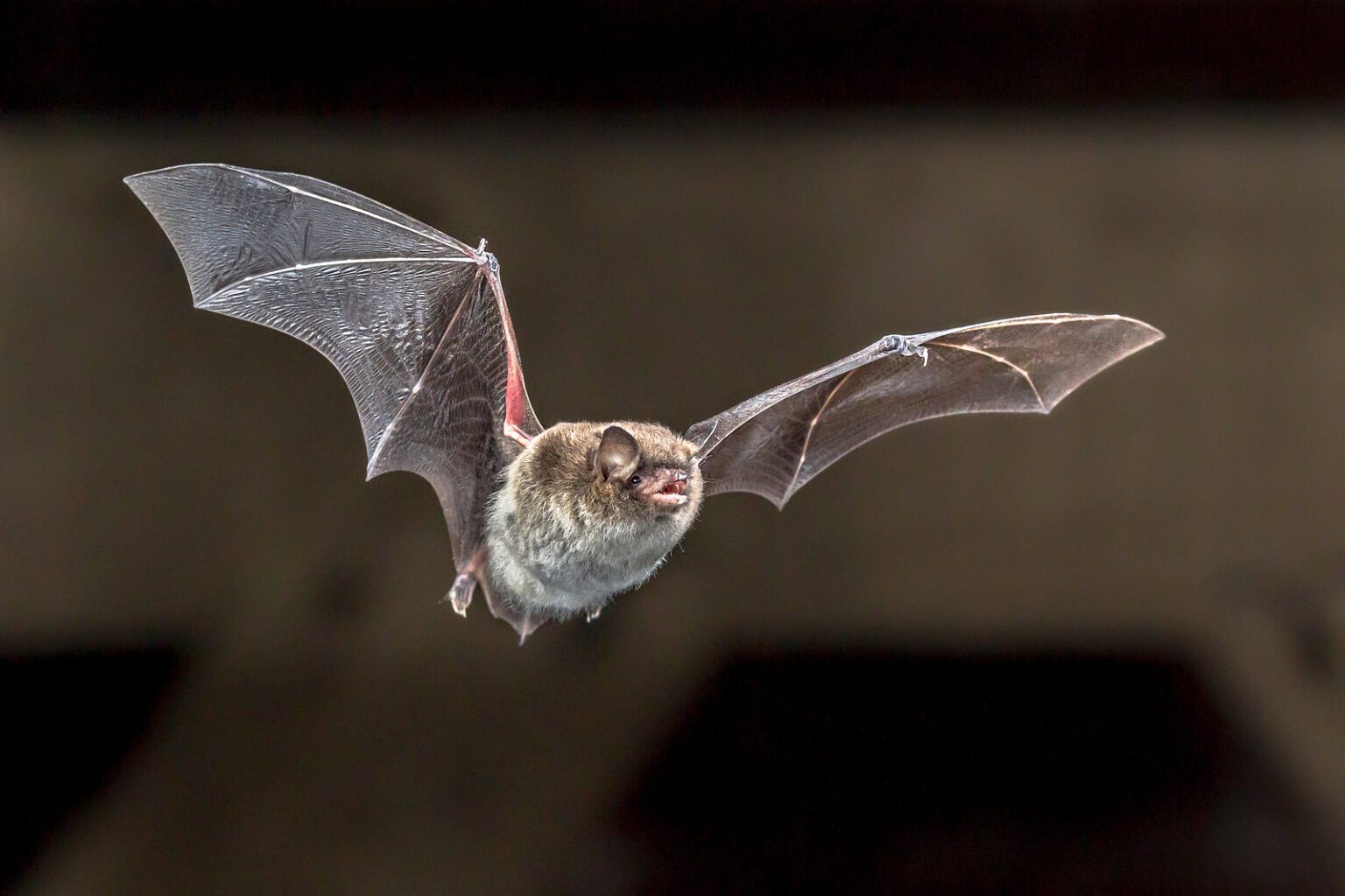 The Top 4 Signs of a Bat Infestation in the Attic Modern Wildlife Control