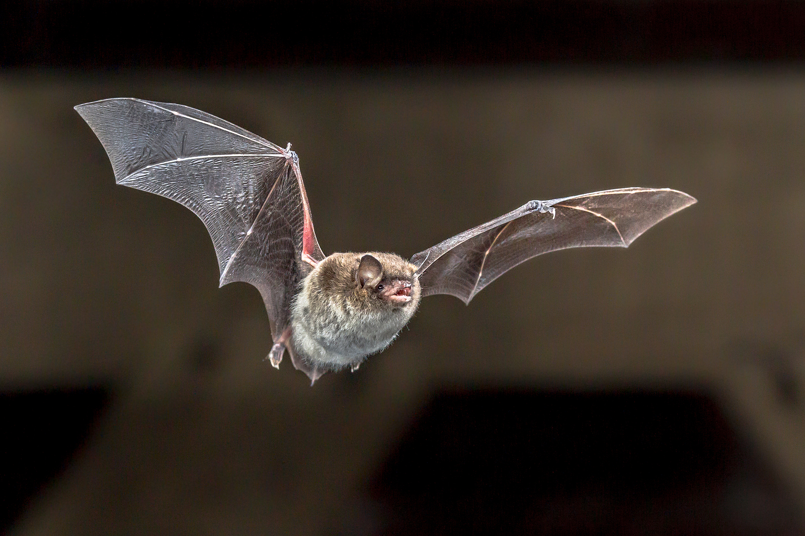 The Top 4 Signs of a Bat Infestation in the Attic Modern Wildlife Control
