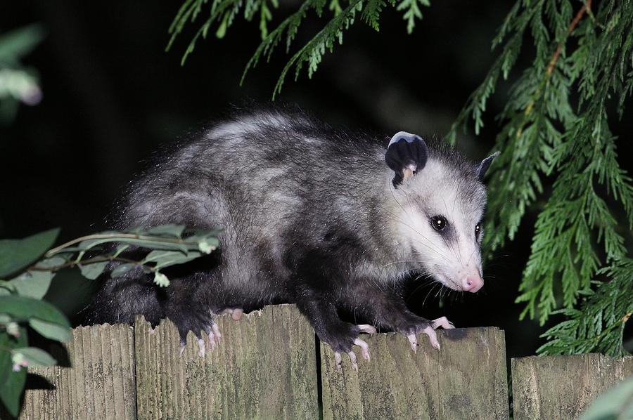 Indianapolis Opossum Control 317-847-6409 