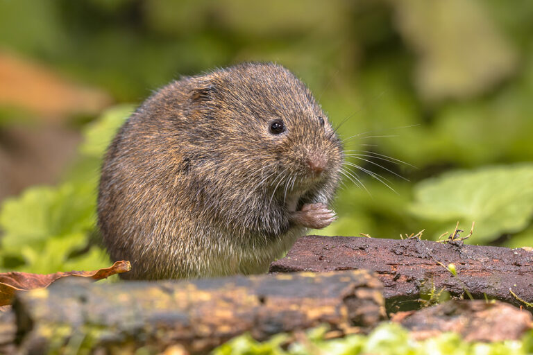 Are Moles and Voles the Same Animal? | Modern Wildlife Control