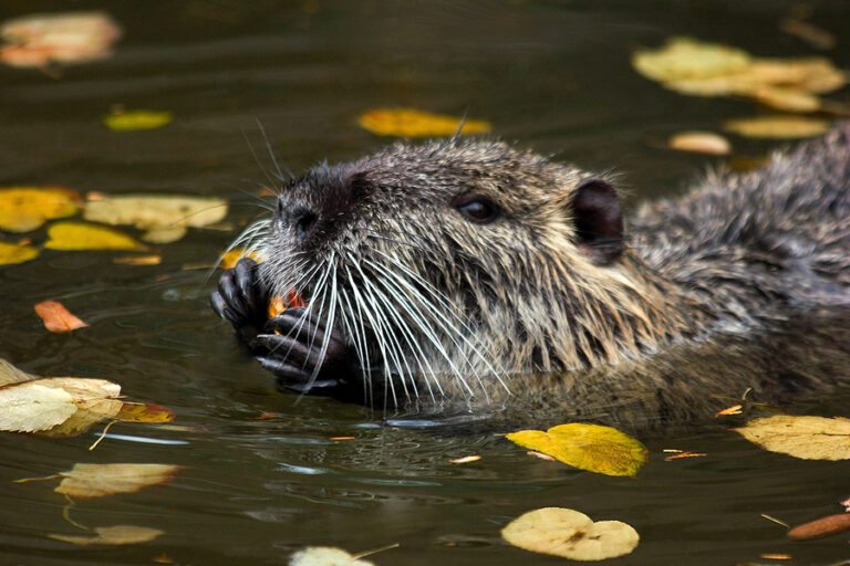 Important Facts About Muskrat Removal and Control Modern Wildlife Control