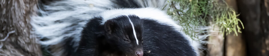 Indianapolis Skunk Removal and Control 317-847-6409