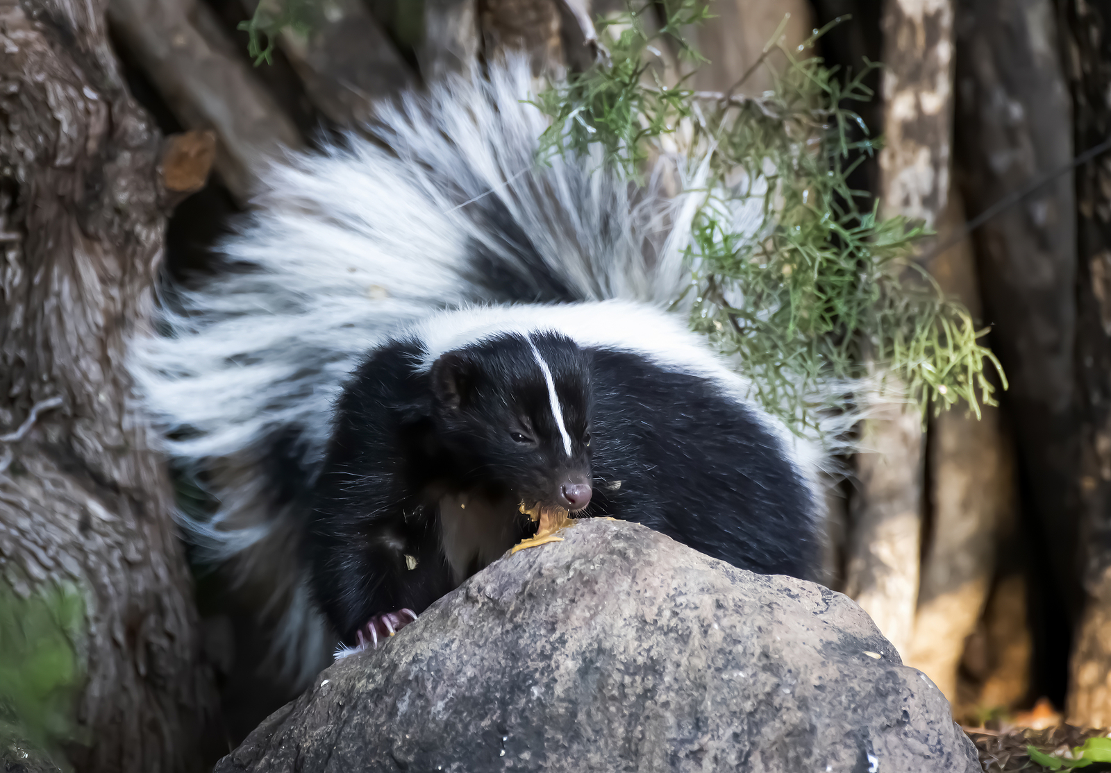 skunk removal Modern Wildlife Control
