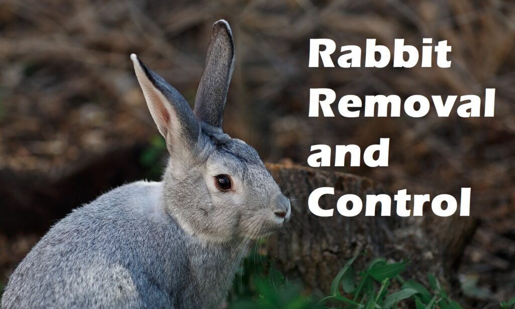 Indianapolis Rabbit Removal Service 317-847-6409 