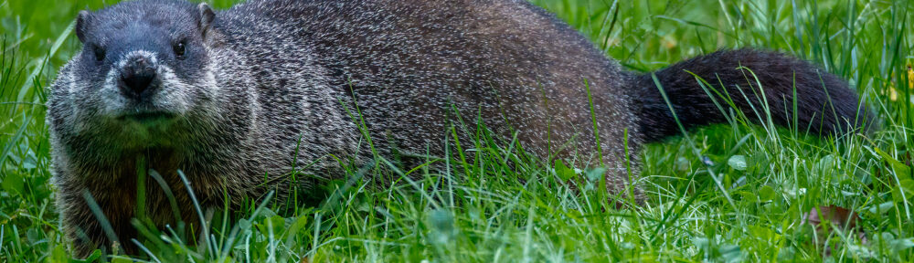Critter Control Woodchucks Indianapolis IN 317-847-6409