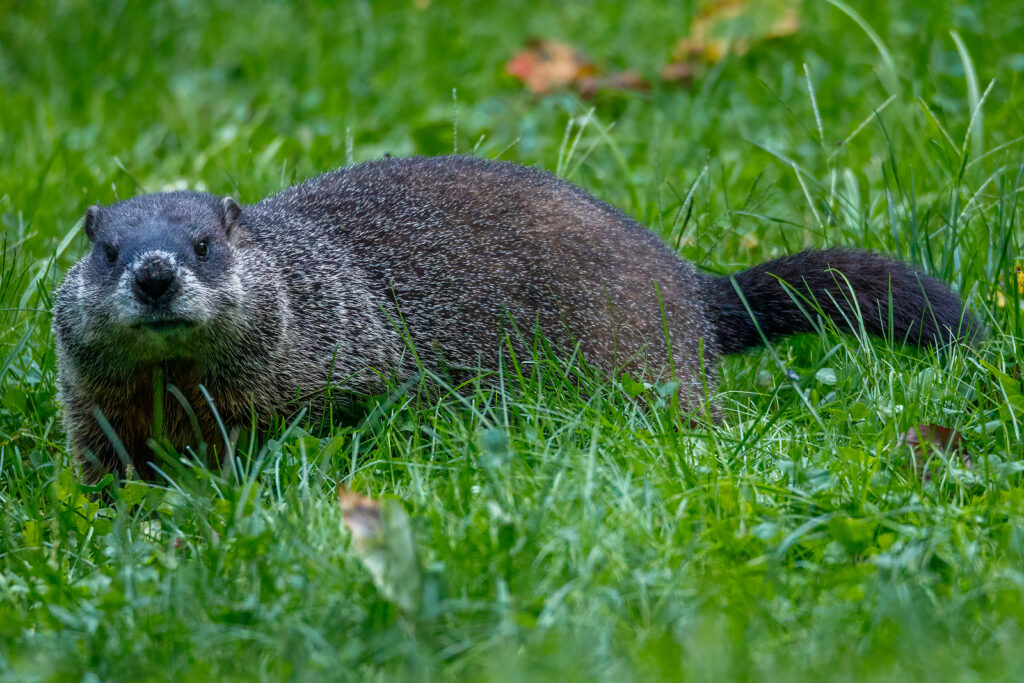 Critter Control Woodchucks Indianapolis IN 317-847-6409