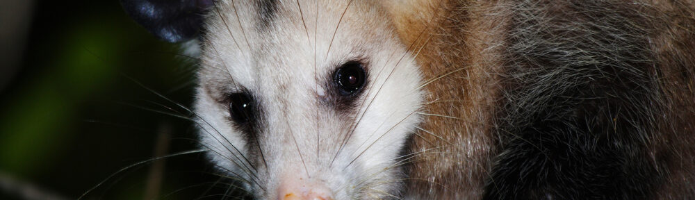 Opossum Control Indianapolis IN 317-847-6409