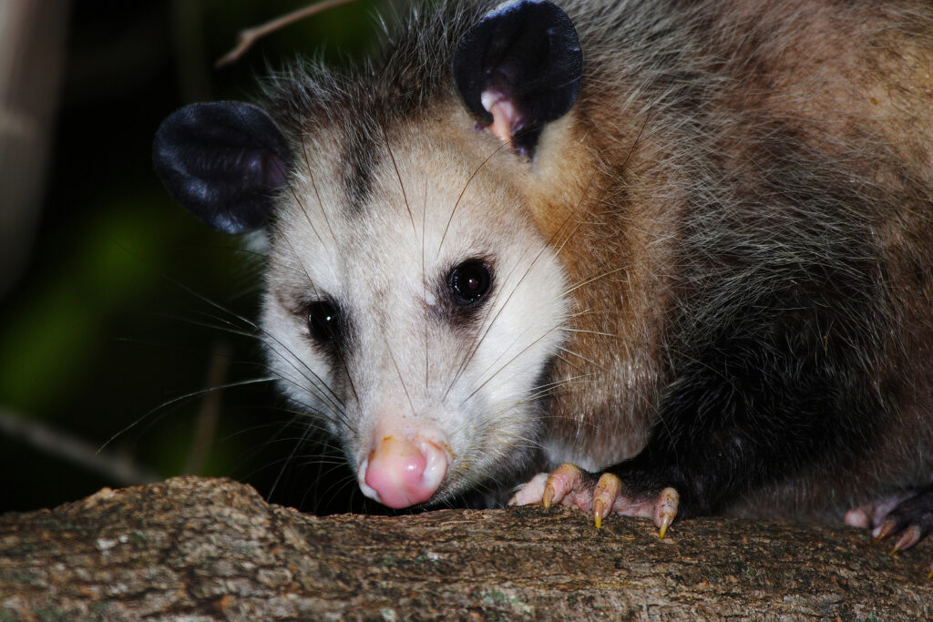 Opossum Control Indianapolis IN 317-847-6409 