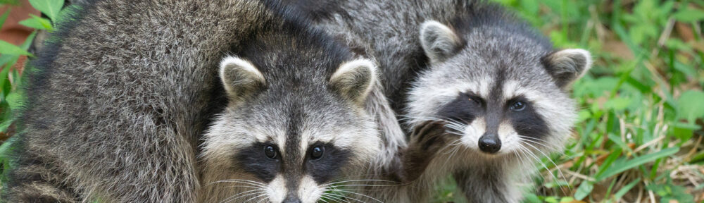 Raccoon Critter Control Indianapolis IN 317-847-6409