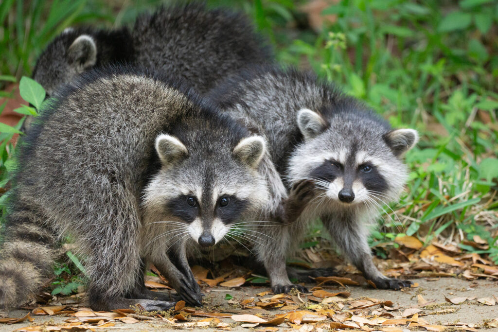 Raccoon Critter Control Indianapolis IN 317-847-6409 