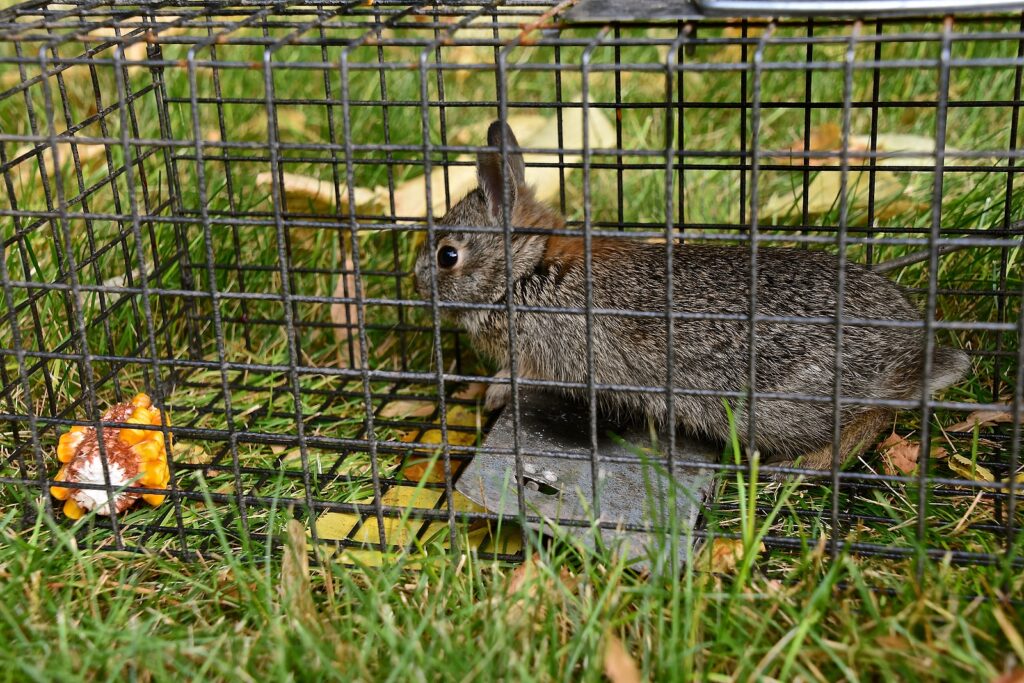 Rabbit Removal Indianapolis IN 317-847-6409