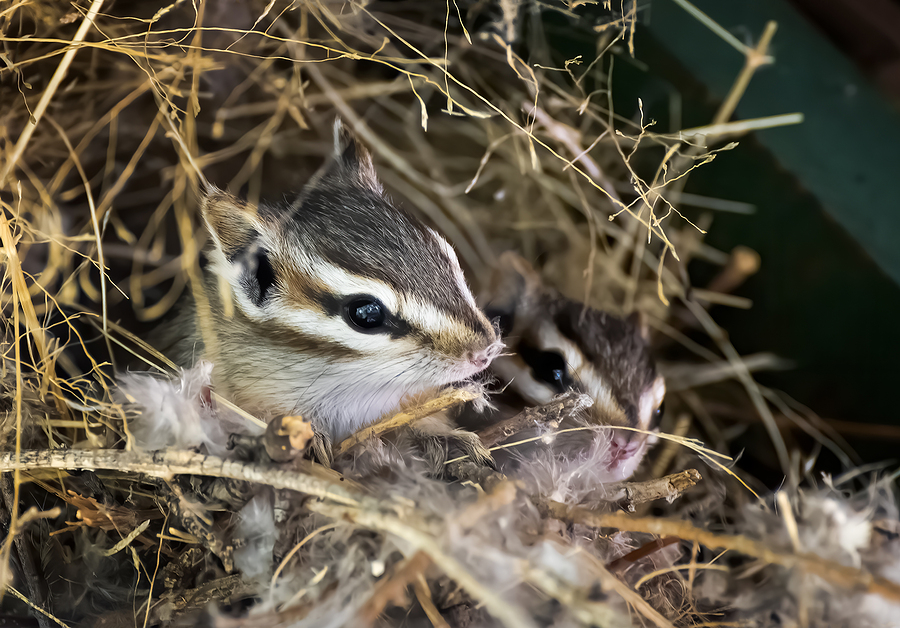 For Licensed Chipmunk Trapping in Indianapolis Indiana, Call 317-847-6409 Now!