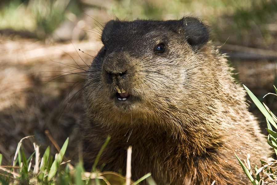 Call 317-847-6409  for Woodchuck Control in Indianapolis Indiana.