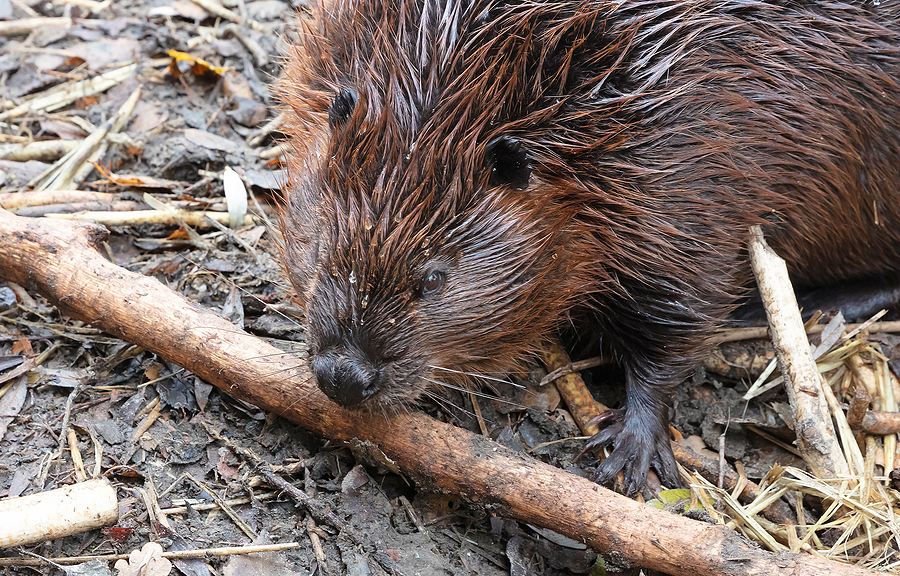 Call 317-847-6409  for Beaver Removal in Indianapolis Indiana.