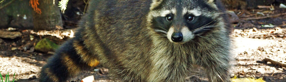 Call 317-847-6409 For Raccoon Removal in Indianapolis