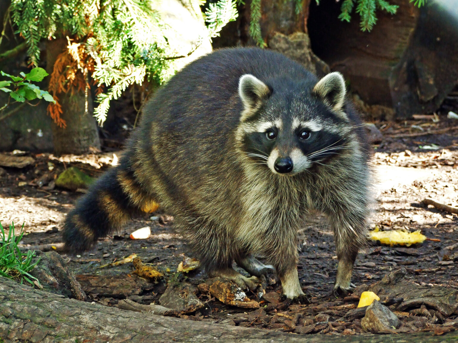 An Expert’s Guide on How to Keep Raccoons Out of Your Yard Modern