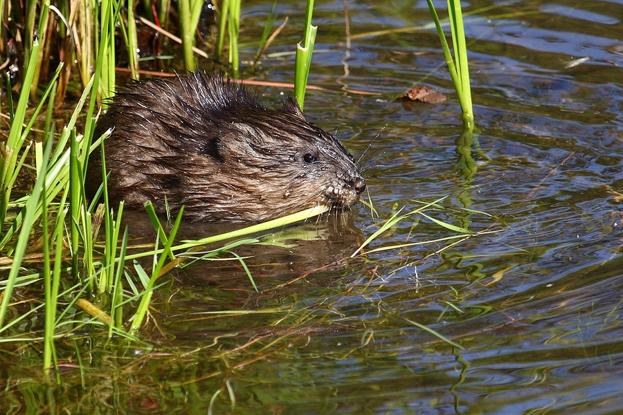 Call 317-847-6409  for Muskrat Removal in Indianapolis Indiana