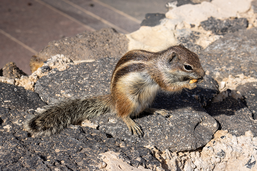 Call 317-847-6409  For Safe & Humane Chipmunk Control in Indianapolis Indiana