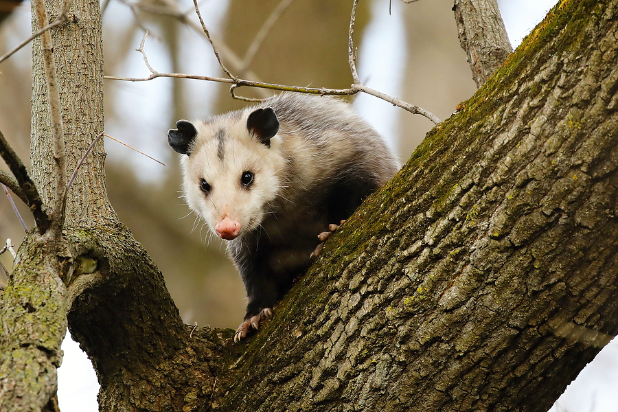 Call 317-847-6409  for Opossum Removal in Indianapolis Indiana