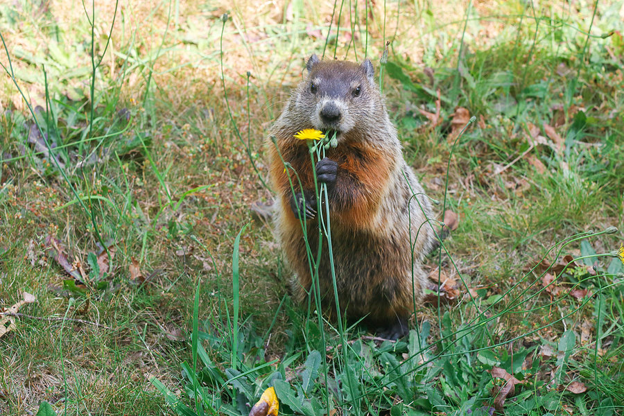 Call 317-847-6409  for Licensed Groundhog Removal in Indianapolis IN