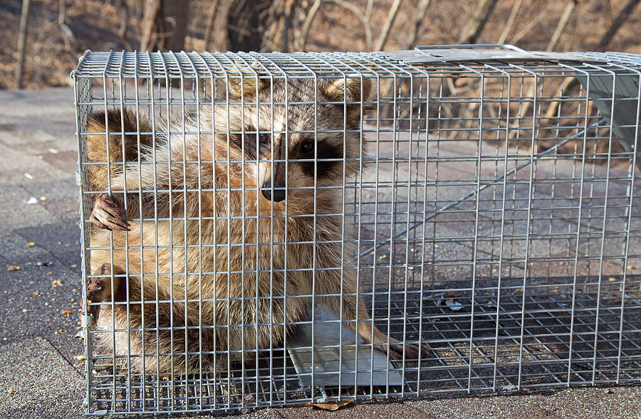 Call 317-847-6409  For Safe & Humane Wildlife Removal in Indianapolis Indiana