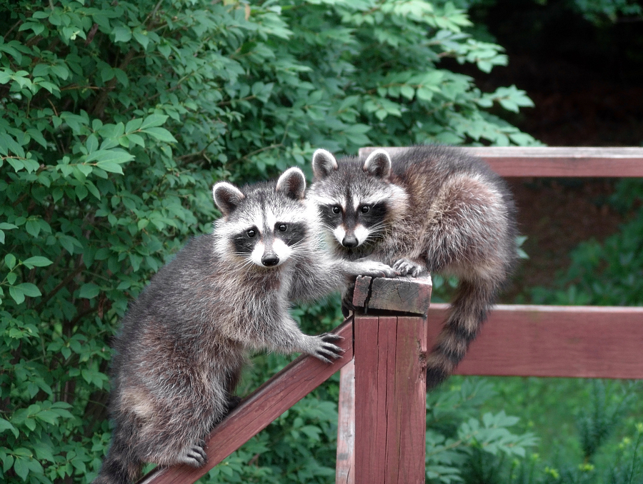 Call 317-847-6409  for Raccoon Removal Near Indianapolis IN