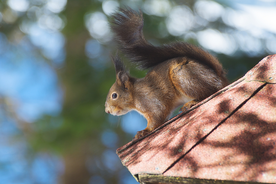 Call 317-847-6409  to Get Rid of Squirrels in the Attic in Indianapolis Indiana