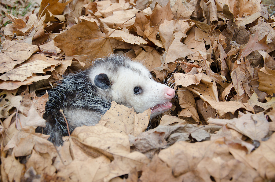 Call 317-847-6409  For Opossum Removal Service in Indianapolis Indiana
