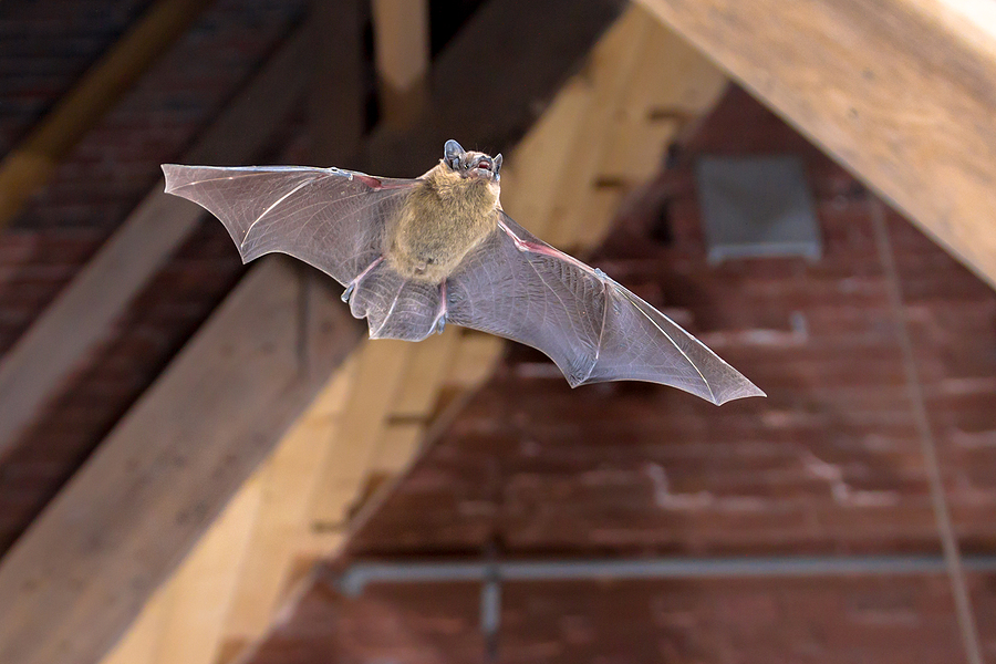 Call 317-847-6409 to Professionally Get Rid of Bats in the Attic in Indianapolis 