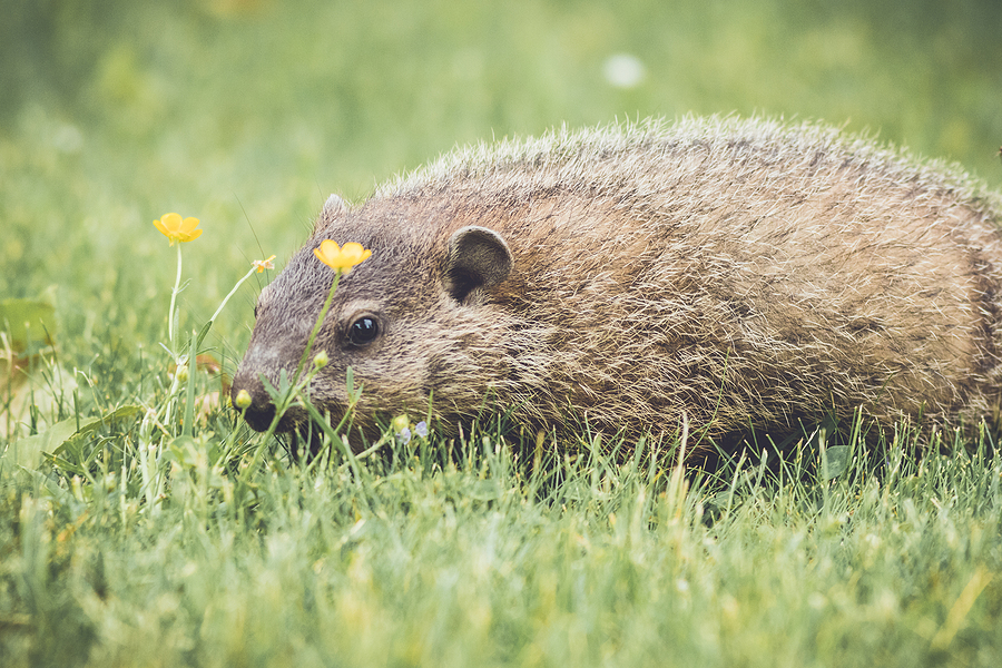 Call 317-847-6409  for Groundhog Removal Service in Indianapolis