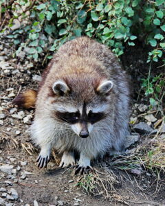 How to Get Rid of Raccoons on Your Property for Good Modern Wildlife
