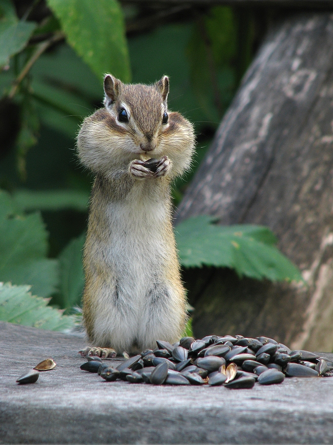Call 317-847-6409  For Professional Chipmunk Trapping in Indianapolis Indiana