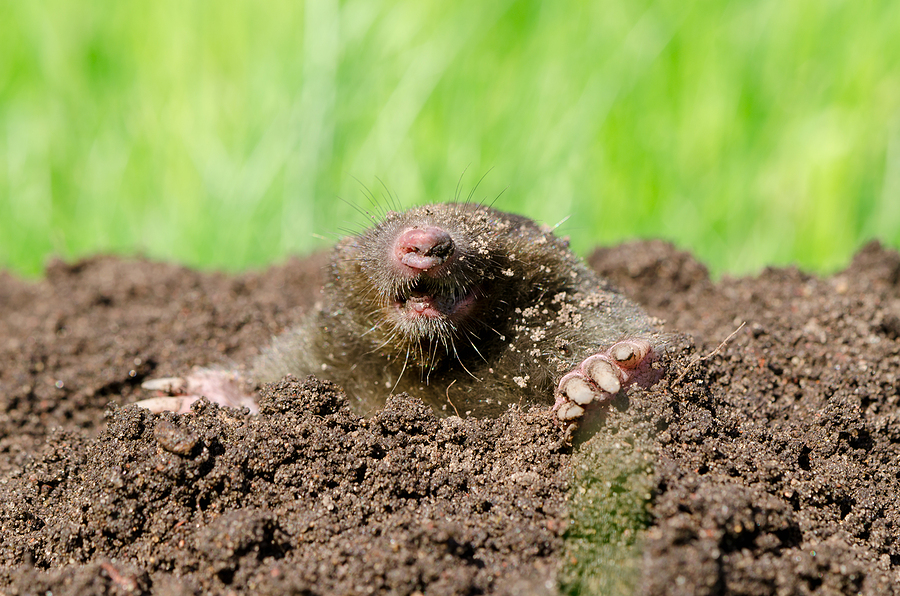 Call 317-847-6409  for Licensed Ground Mole Control & Trapping in Indianapolis Indiana