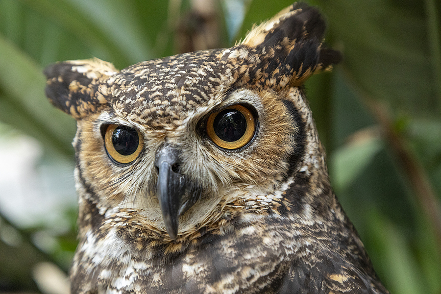 Call 317-847-6409  For Professional Wildlife Control Service in Indianapolis