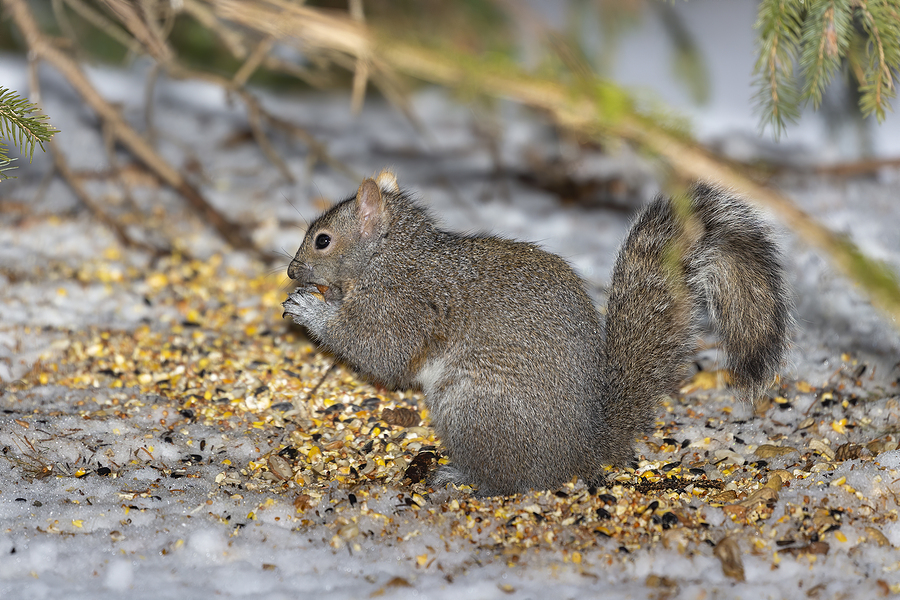 Call 317-847-6409  for Winter Animal Removal & Control in Indianapolis Indiana