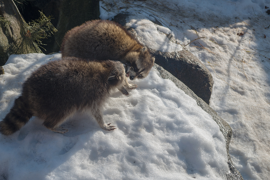 Call 317-847-6409  For Indianapolis Raccoon Control Service