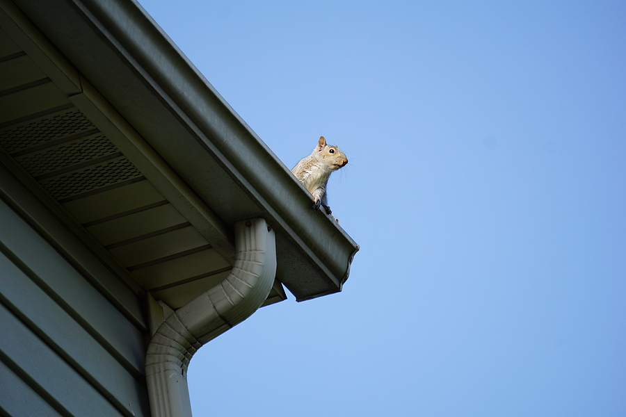 Call 317-847-6409 to Remove Squirrels in Your Attic in Indianapolis Indiana