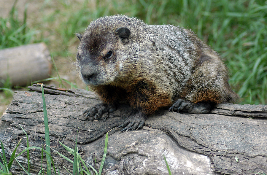 Woodchuck