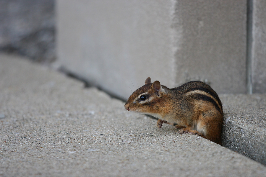 Call 317-847-6409 For Professional Chipmunk Removal in Indianapolis