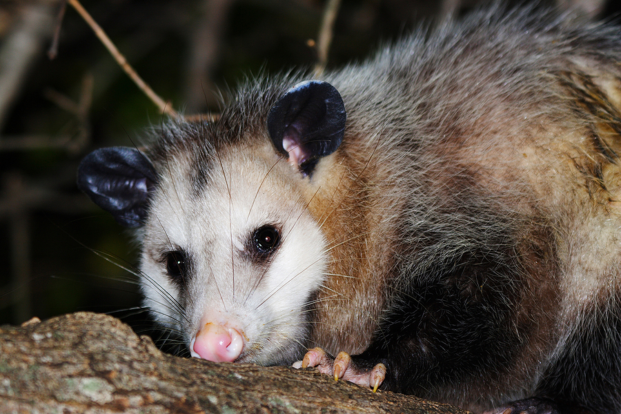 Call 317-847-6409  For Licensed Possum Removal in Indianapolis Indiana