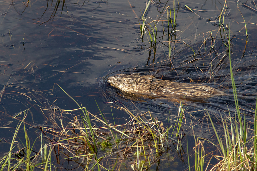 Call 317-847-6409  For Professional Pond Muskrat Control in Indianapolis