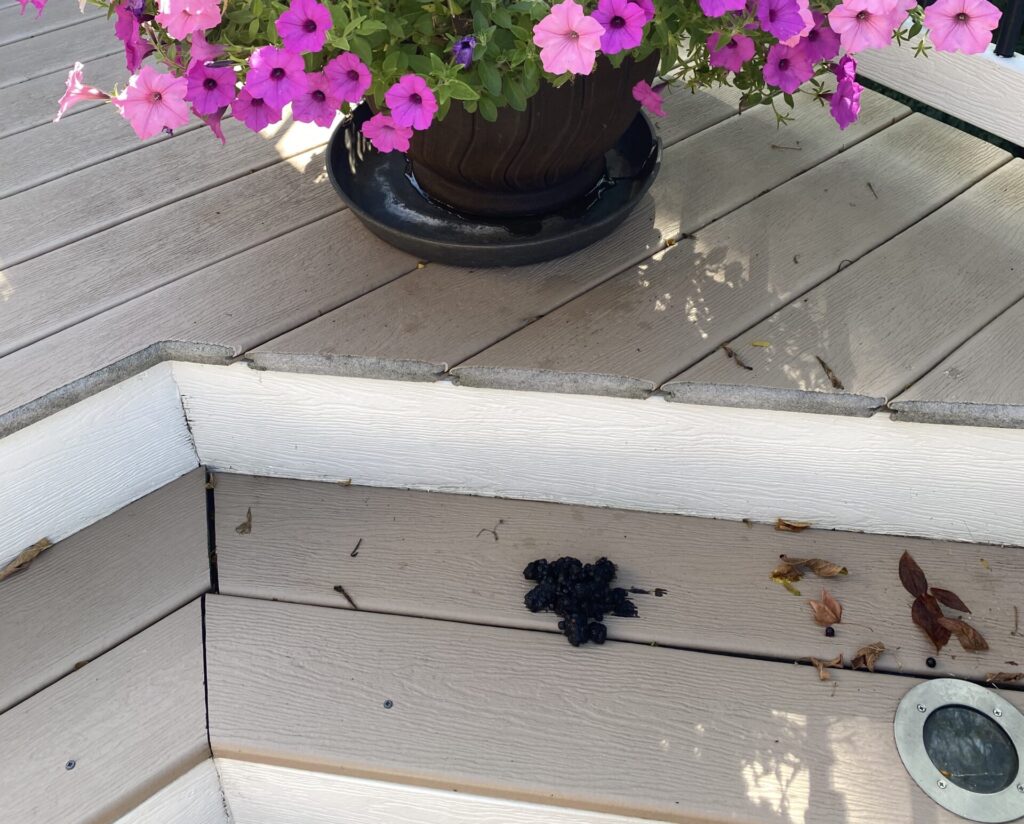 Call 317-847-6409 For Professional Raccoon Control in Indy